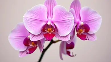 jak zalévat orchidej správně – Správné zalévání orchidejí: postupy a tipy