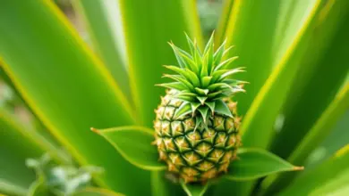 jak zasadit ananas krok za krokem – Krok za krokem k úspěšnému pěstování ananasu