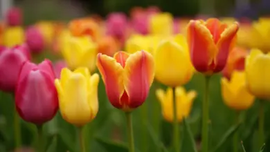 kdy sázet tulipány pro nejlepší výsledky – Ideální čas na sázení tulipánů pro skvělé květy