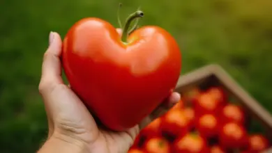 nejsladší odrůdy rajčat pro zahradu – Nejchutnější a nejsladší odrůdy rajčat pro vaši zahradu