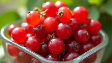 rybízový džem recept krok za krokem – Jak připravit rybízový džem: podrobný recept