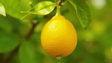 citron na snížení cukru – Jak citron pomáhá snižovat hladinu cukru v krvi