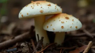 bedla zahradní jak ji rozpoznat – Jak bezpečně rozpoznat bedlu zahradní: tipy a klíčové znaky