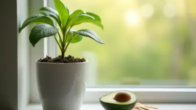 avokádo rostlina jak ji pěstovat – Jak pěstovat avokádo: krok za krokem k zdravé rostlině