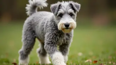 bedlington teriér povaha a výcvik – Bedlington teriér: povaha, temperament a efektivní výcvik