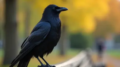 kafka ptak zajímavosti a chov – Kafka pták: zajímavosti a kompletní průvodce chovem kavky