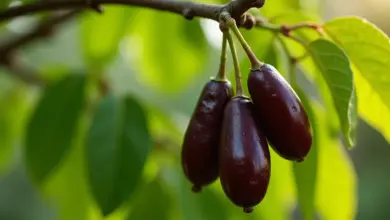 svatojánský chléb co to je a jak ho použít – Svatojánský chléb – co to je, jak vypadá a jak ho správně používat