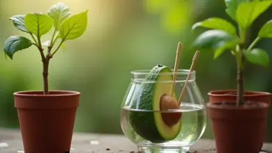 avokádo pěstování a péče - Jak pěstovat a pečovat o avokádo: Praktický průvodce