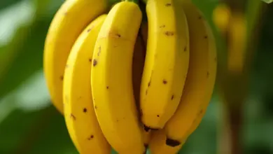 banan jak ho pěstovat a využít - Jak pěstovat banánovník a využít banány efektivně