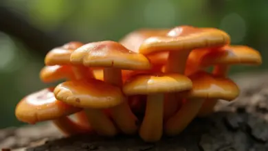 lesklokorka lesklá a její pěstování - Jak pěstovat lesklokorku lesklou: kompletní průvodce