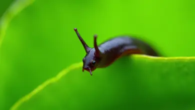 slimáci jak se jich zbavit v zahradě - Jak účinně a ekologicky odstranit slimáky ze zahrady