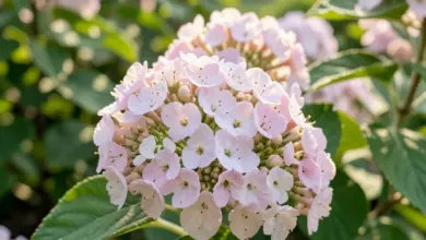 kalina viburnum pěstování a péče - Jak správně pěstovat a pečovat o kalinu viburnum