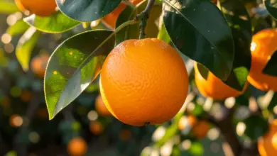 kumquat co to je a jak ho pěstovat - Kumquat - co to je a jak ho pěstovat krok za krokem