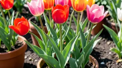 tulipán tulipa pěstování a péče o květiny - Jak pěstovat a pečovat o tulipány: průvodce pro zahradu i květináč