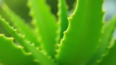 jak poznat pravou aloe vera – Jak rozpoznat pravou aloe vera: klíčové znaky a rady