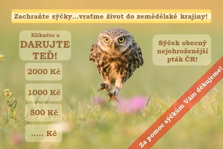 Sýček obecný v letu s výzvou k ochraně druhu.