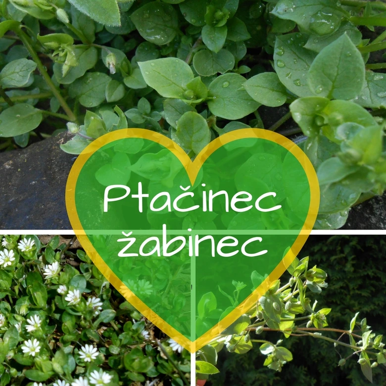 Zelená rostlina ptačinec žabinec s názvem v srdci