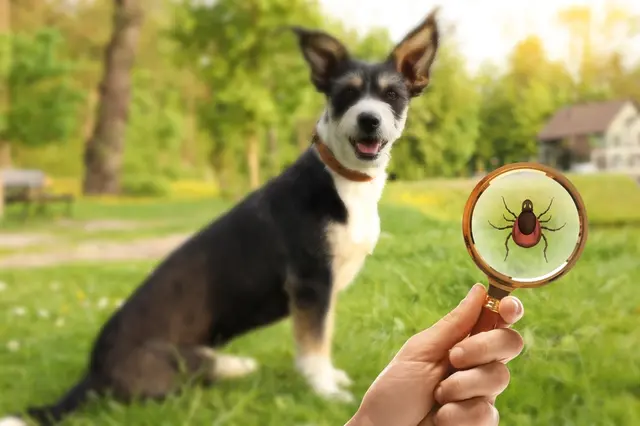 Ruka s lupou ukazuje klíště, pes sedí na trávě.