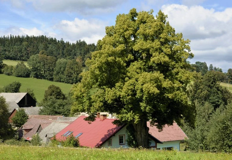 Velká lípa u vesnických domů na pozadí zelené krajiny.