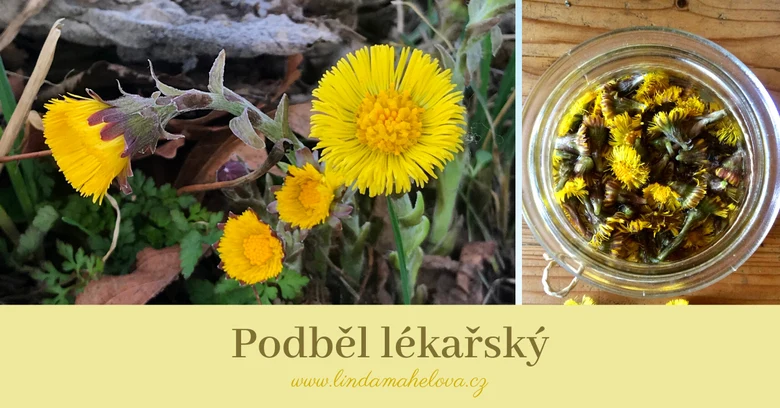 Žluté květy podbělu v přírodě a sušeného ve sklenici.