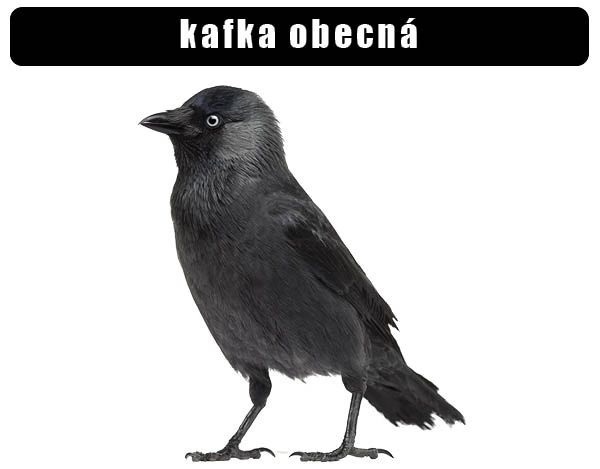 Kavka obecná - černý pták s bílým okrajem kolem oka.