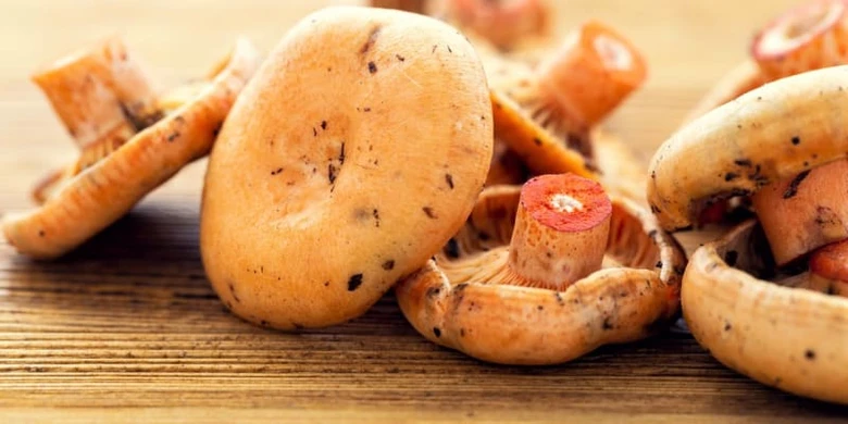 Žluté hřiby na dřevěném povrchu - sběr a využití