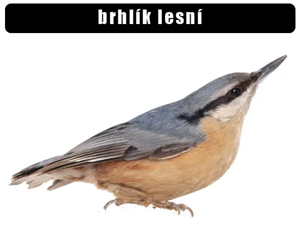 Brhlík lesní - pták s modravým hřbetem a oranžovým břichem.