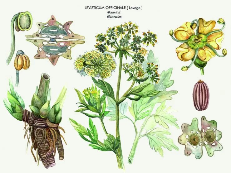 Botanická ilustrace libečku Levisticum officinale s kořeny a květy.