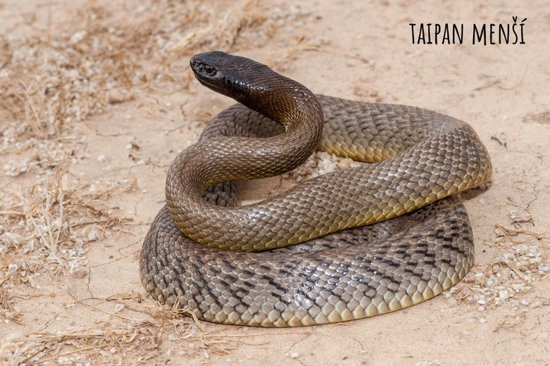 Jedovatý had taipan v přirozeném prostředí