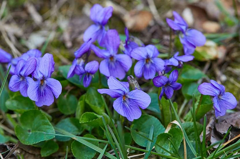 Fialová violka kvetoucí na zemi mezi trávou.