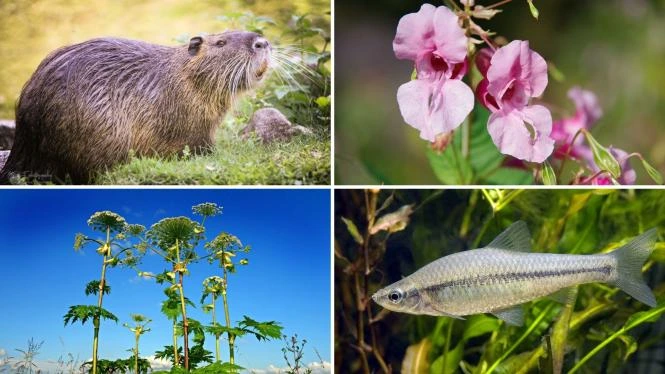 Kolaž invazních druhů: nutrie, květiny, rostliny a ryba v přírodě.