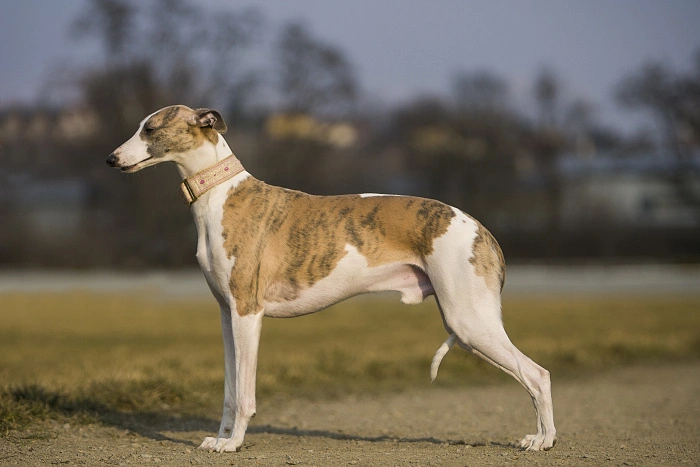Plemeno whippet stojí na travnatém terénu venku.