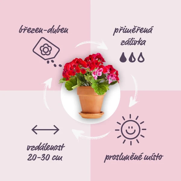 Infografika o pěstování a péči o pelargónie v češtině