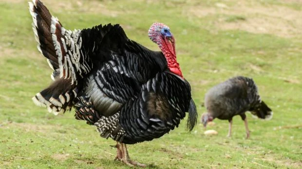 Krocan divoký v přírodě s roztaženými peřími