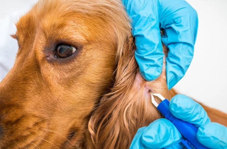 Veterinář odstraňuje klíště z ucha psa pomocí pinzet.