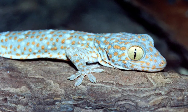 Geckon obrovský na kůře s oranžovými skvrnami