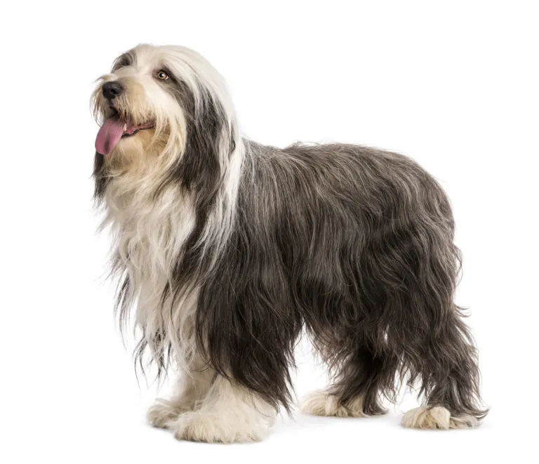 Bearded Collie stojící na bílém pozadí s jazykem venku.