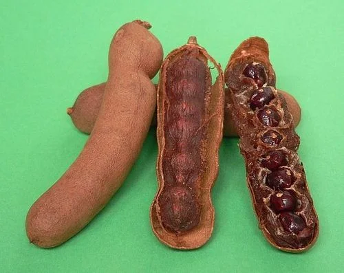 Čerstvé plody indického tamarindu s viditelnou dužinou.