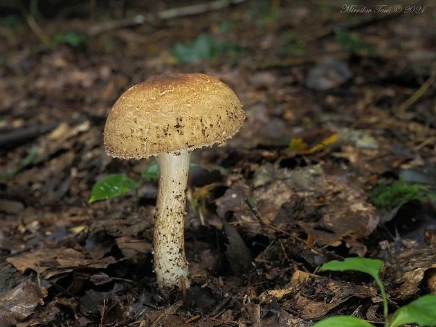 Jedovatá houba v lese s hnědou čepicí a bílou nožkou.