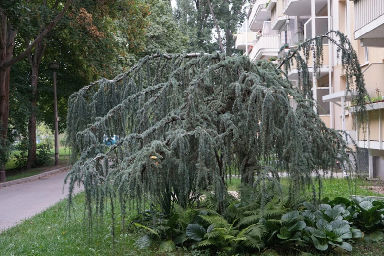 Modrý cedrový strom rostoucí venku před bytovým domem.