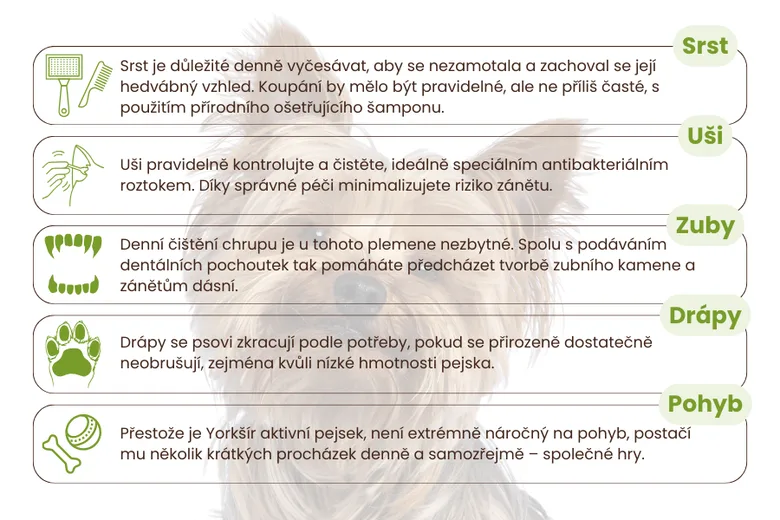 Infografika o péči o yorkšírského teriéra v češtině