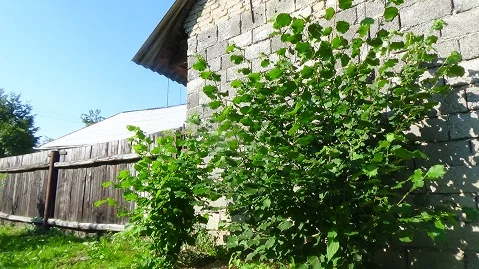 Zelená líska obecná rostoucí vedle kamenné zdi na slunci.