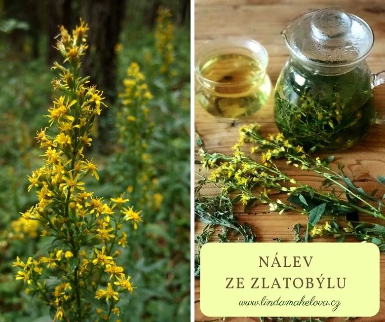 Zlatobyl babská bylinka pro ledviny - nálev