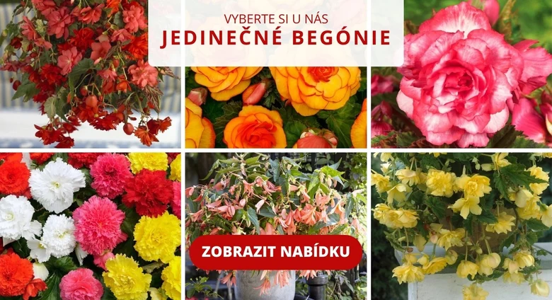 Různé barevné begonie v květináčích a závěsných koších