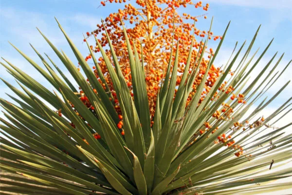 Květina Yucca s oranžovými květy na modré obloze.