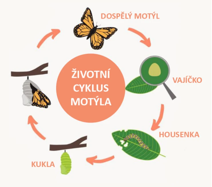 Životní cyklus motýla: vajíčko, housenka, kukla, dospělý