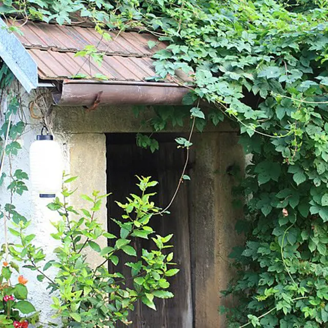 Chmel jako okrasná popínavá rostlina na staré budově