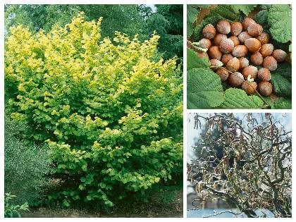 Líska obecná: keř s oříšky a zimní výzdoba