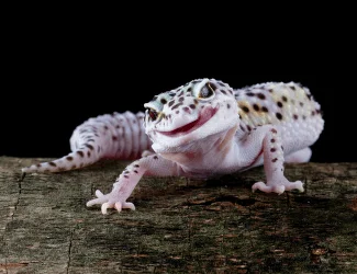 Pestrý gekon obrovský na dřevěném povrchu