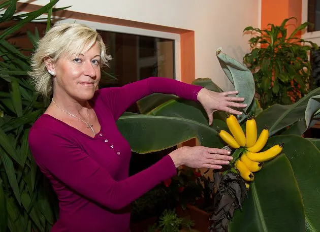 Žena drží zralé žluté banány na rostlině v interiéru.